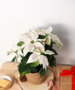 Journal & Plante de Noël