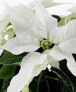 Journal & Plante de Noël