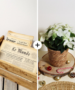 Journal & Plante de Noël